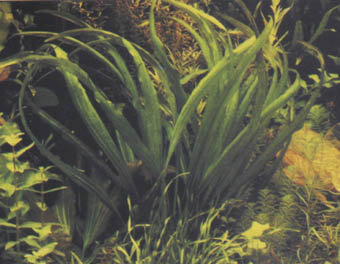 Echinodorus grisebachii